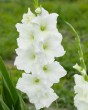 Gladiolus White Prosperity